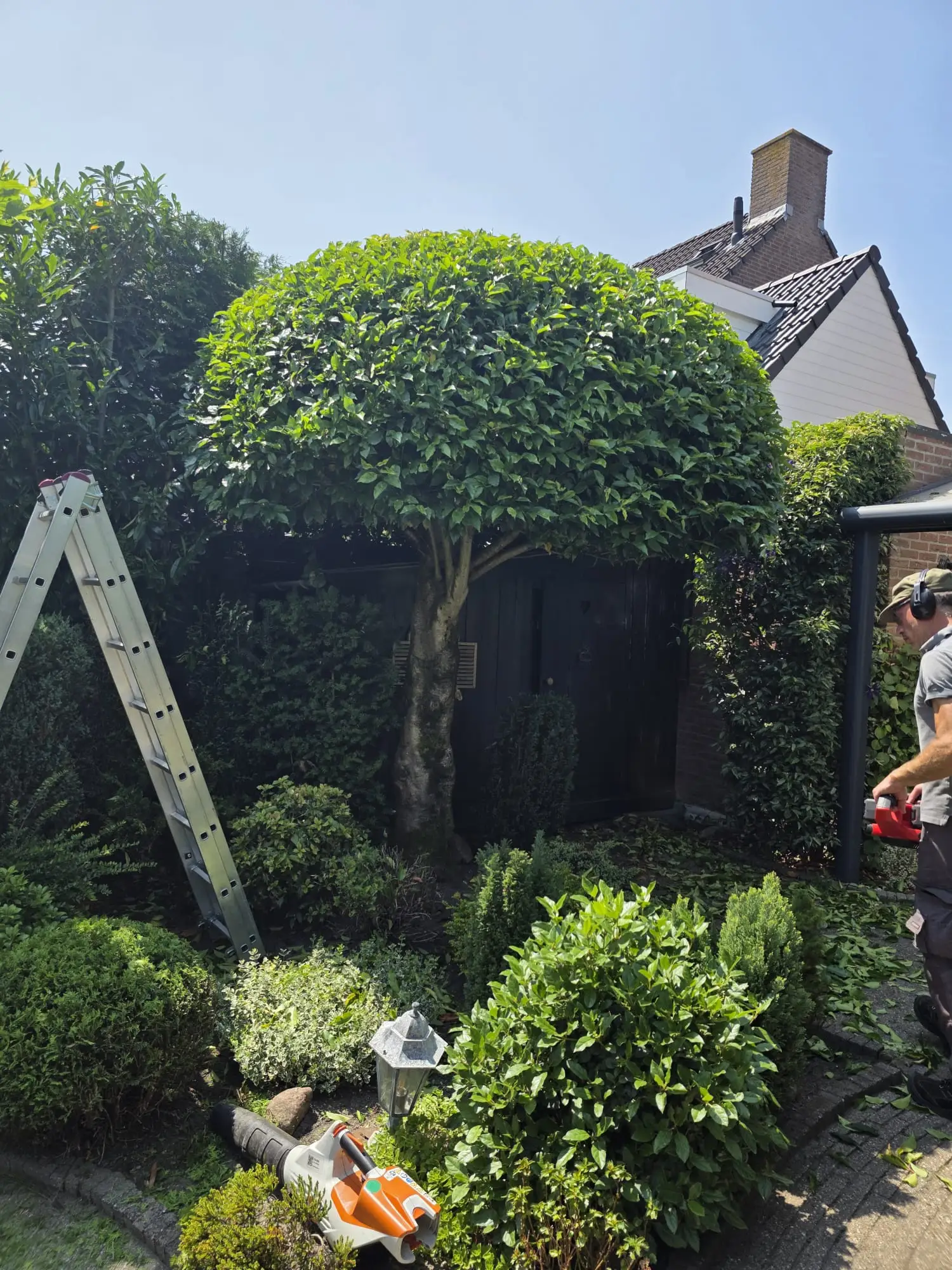 Gesnoeide bolboom in een voortuin